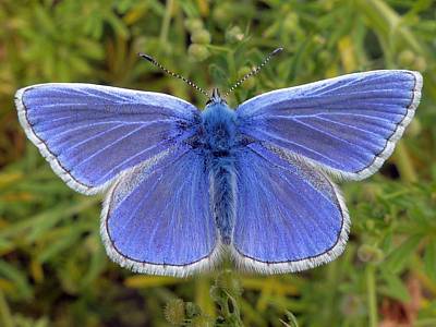 Common Blue butterfly.